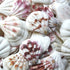 small strawberry scallop shells 1 kg